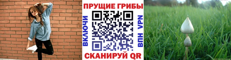 Псилоцибиновые грибы мицелий blacksprut ссылка Лениногорск